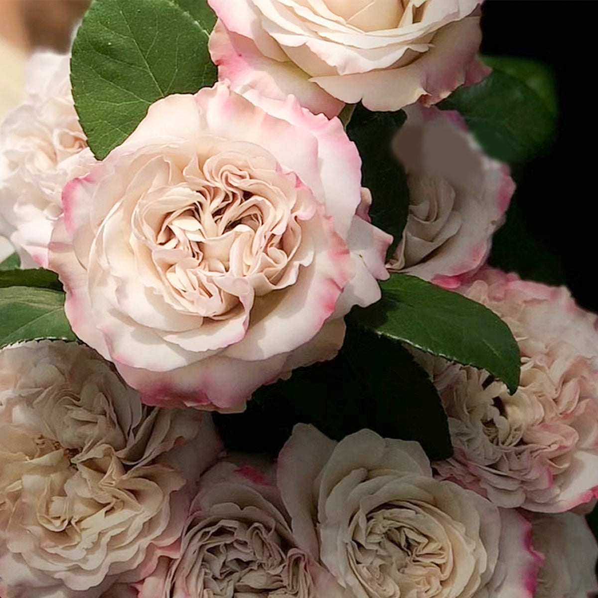 Dutch Florist Shrub Rose Inspired by Westminster Abbey