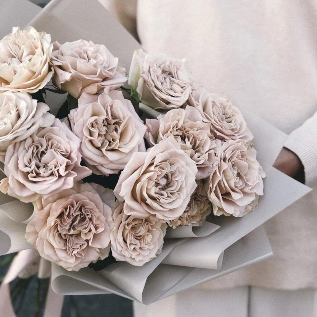 Dutch Florist Shrub Rose Inspired by Westminster Abbey