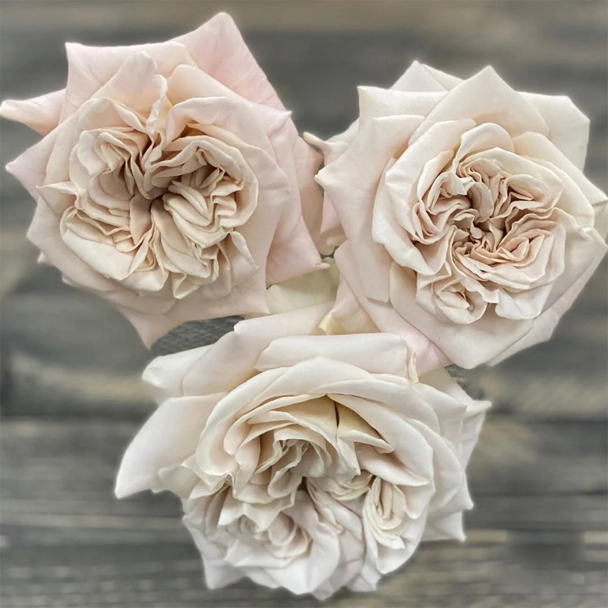 Dutch Florist Shrub Rose Inspired by Westminster Abbey