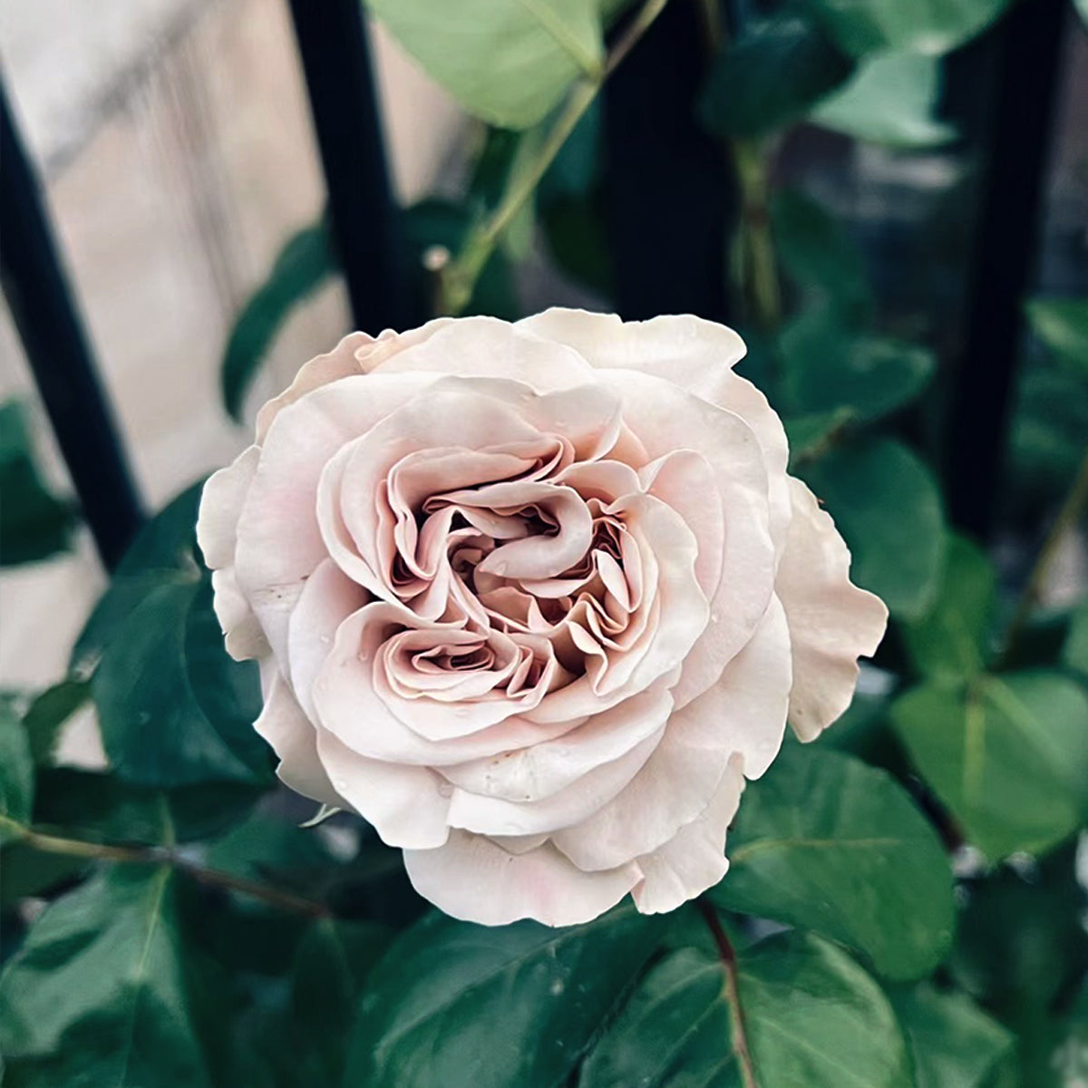 Dutch Florist Shrub Rose Inspired by Westminster Abbey