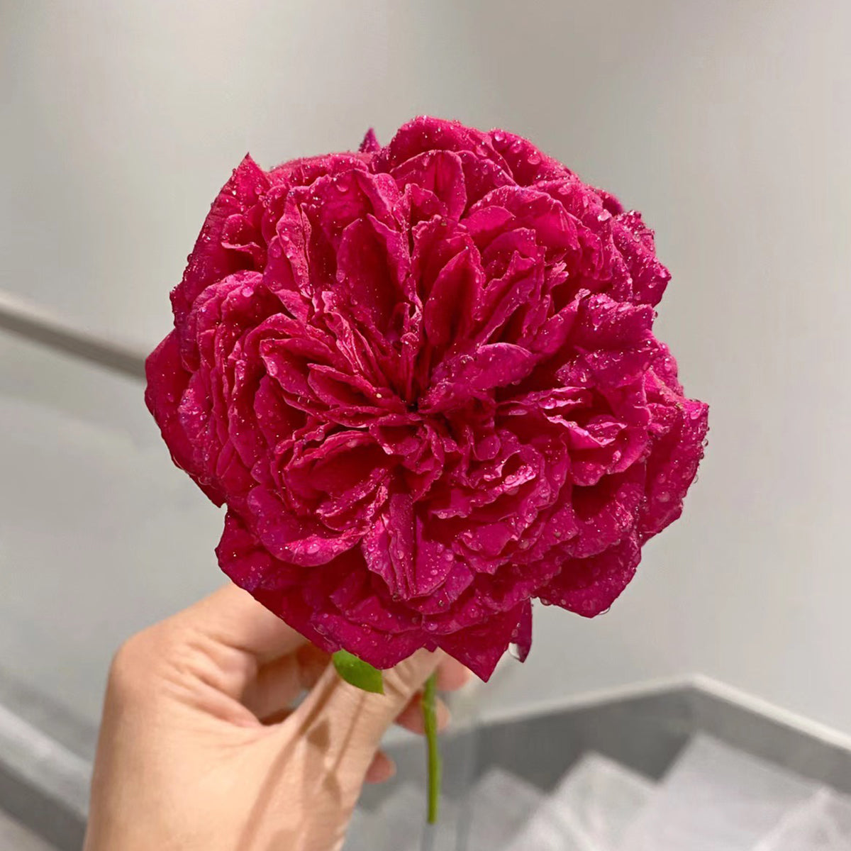 AUSromeo English Garden Shrub Rose