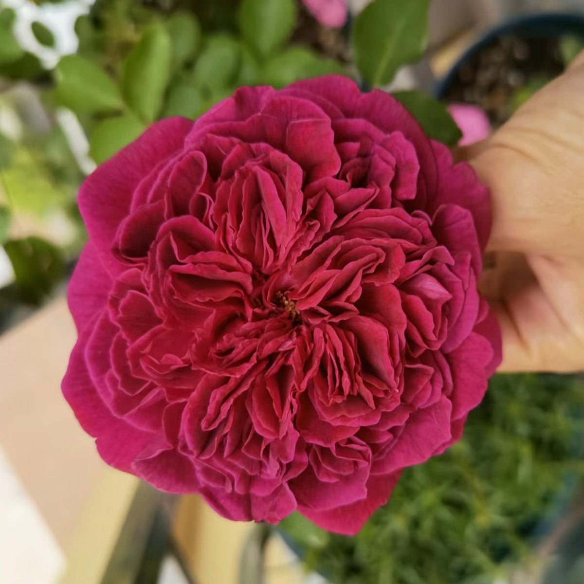 AUSromeo English Garden Shrub Rose