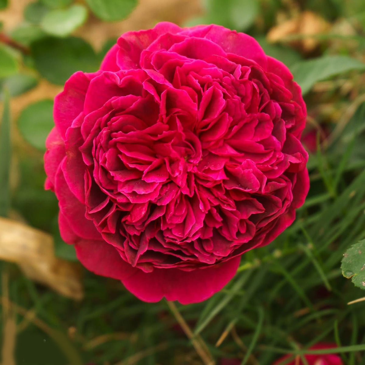 AUSromeo English Garden Shrub Rose