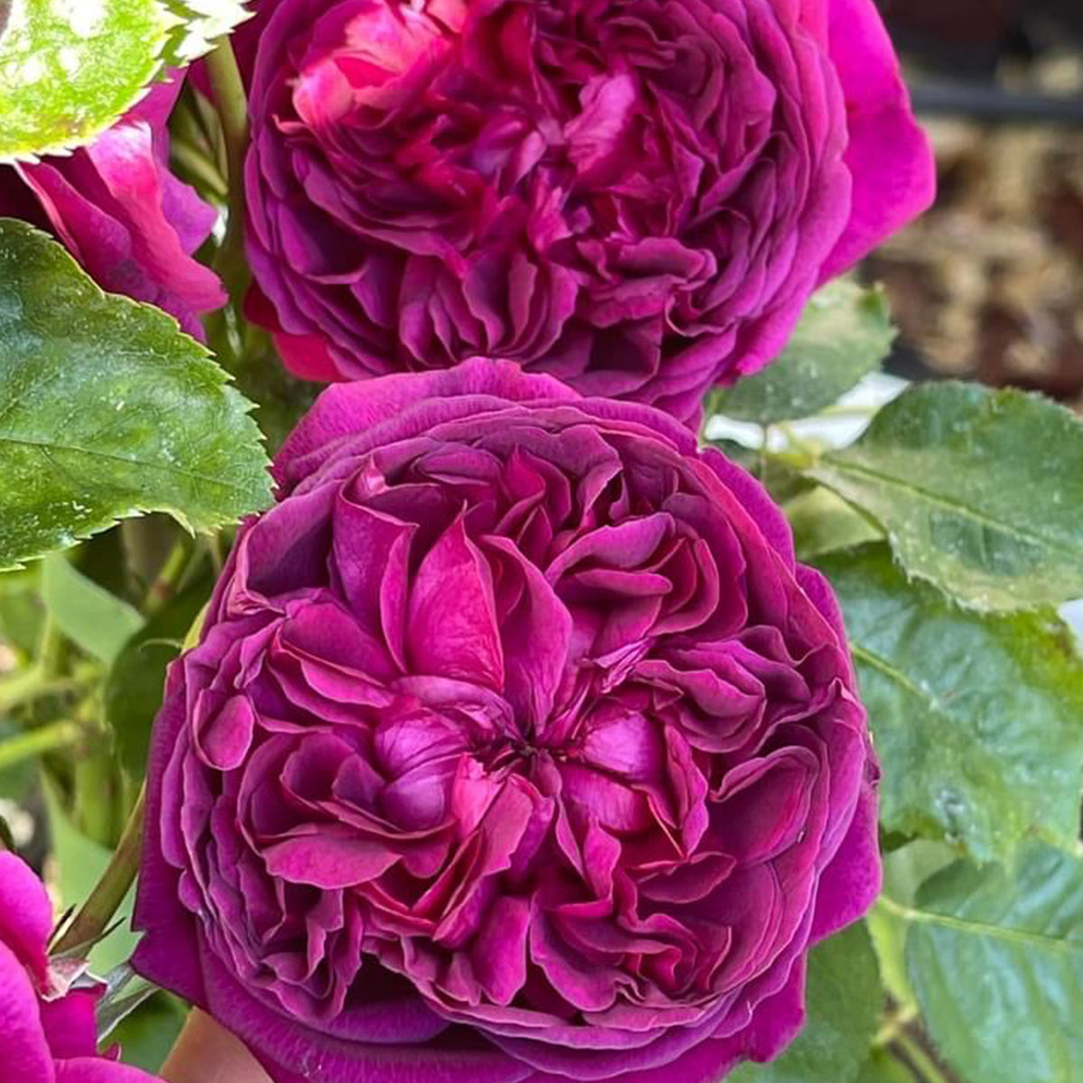 AUSromeo English Garden Shrub Rose