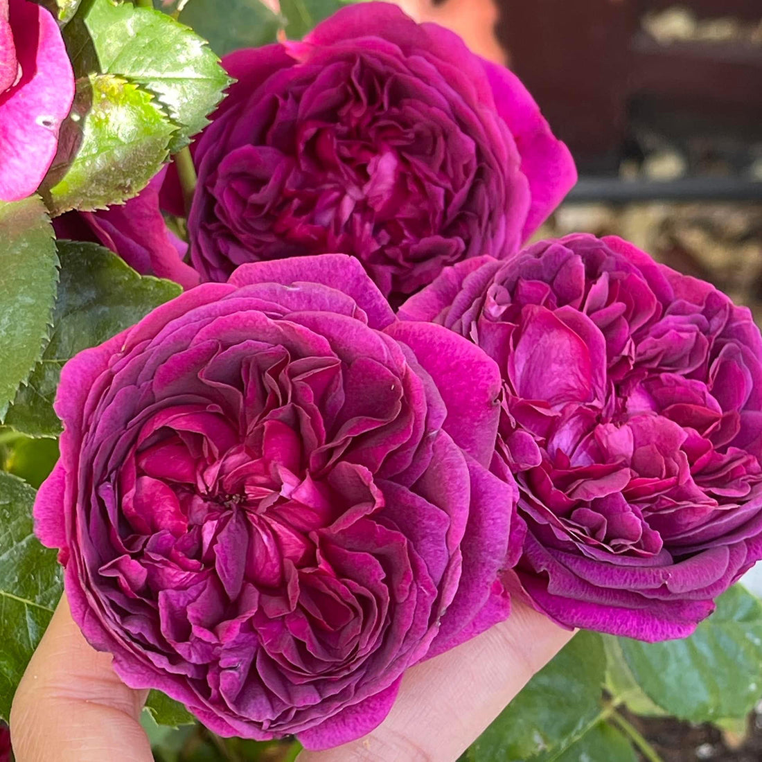AUSromeo English Garden Shrub Rose