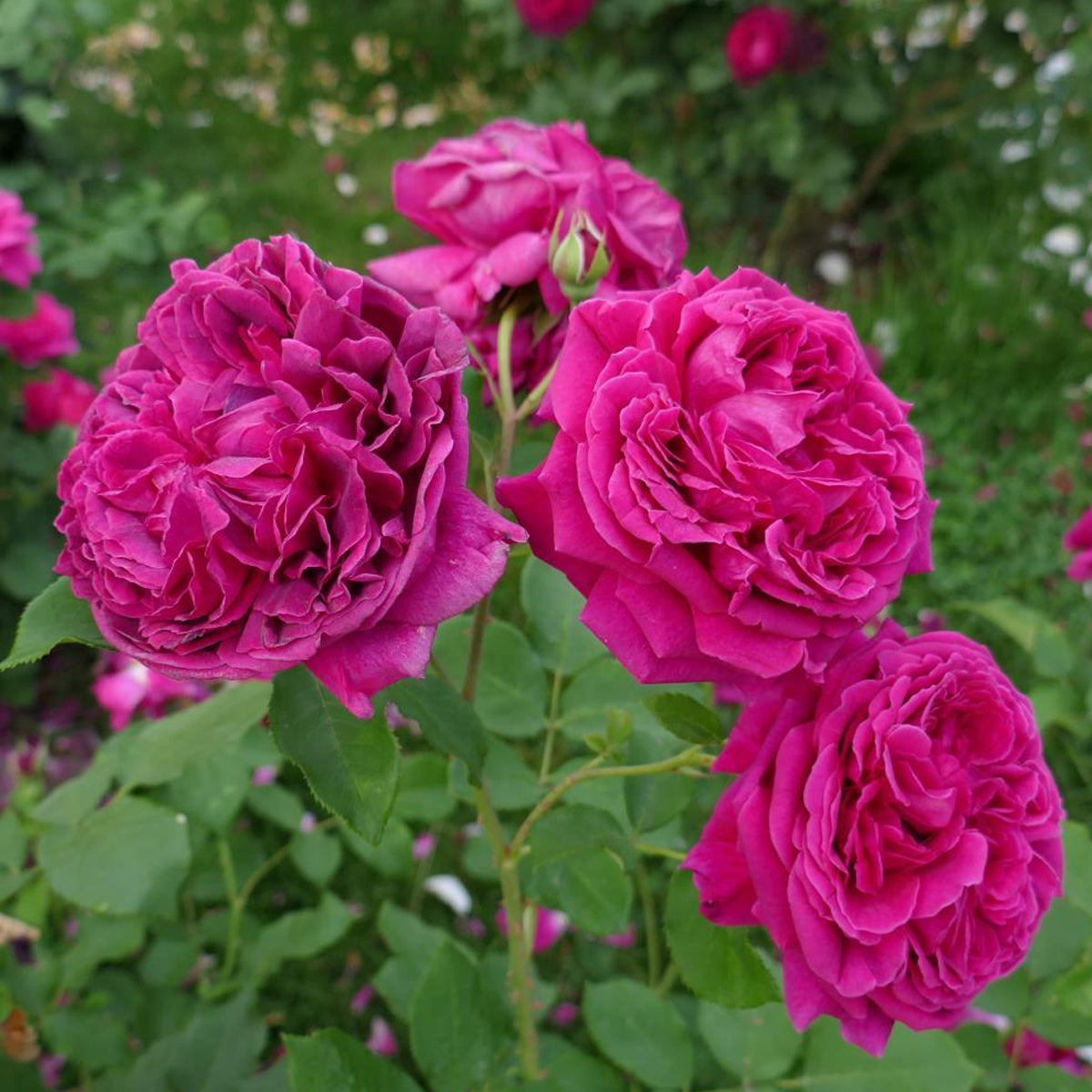 AUSromeo English Garden Shrub Rose