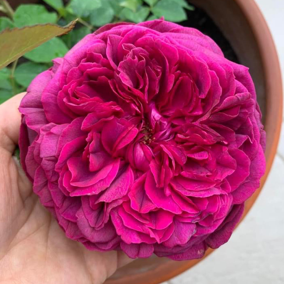 AUSromeo English Garden Shrub Rose