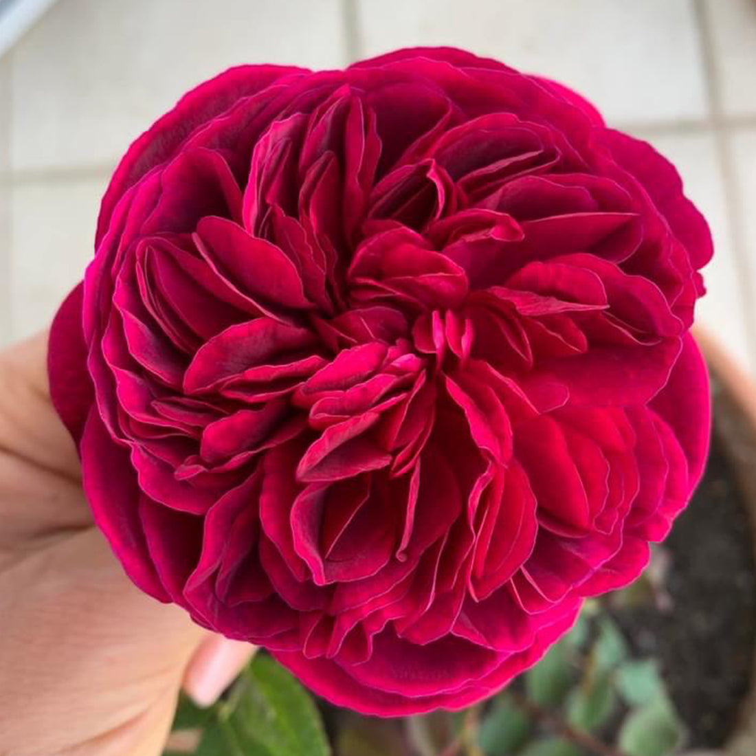AUSromeo English Garden Shrub Rose
