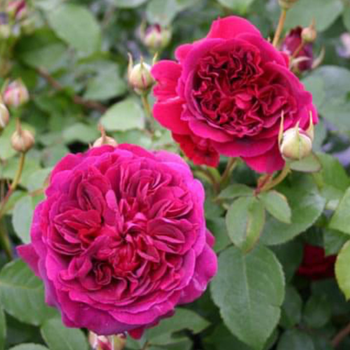 AUSromeo English Garden Shrub Rose