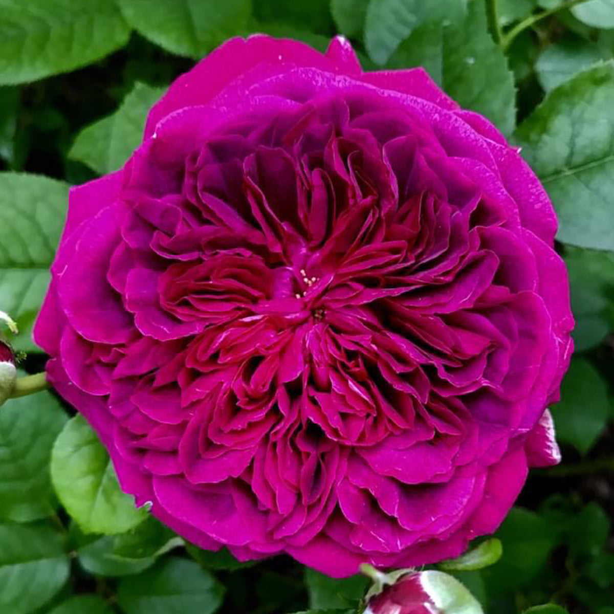 AUSromeo English Garden Shrub Rose