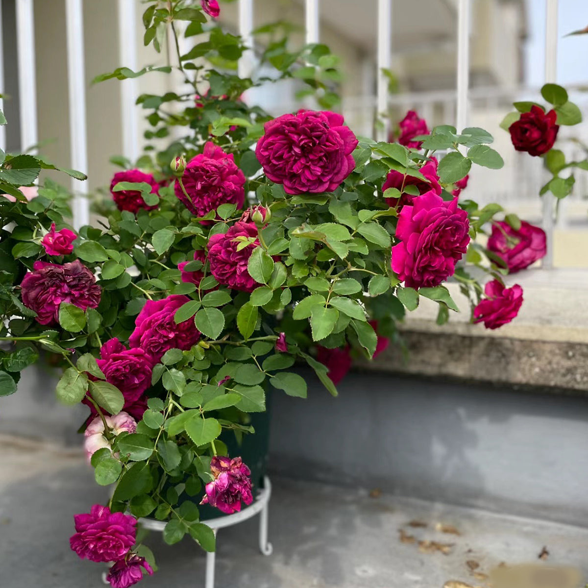 AUSromeo English Garden Shrub Rose