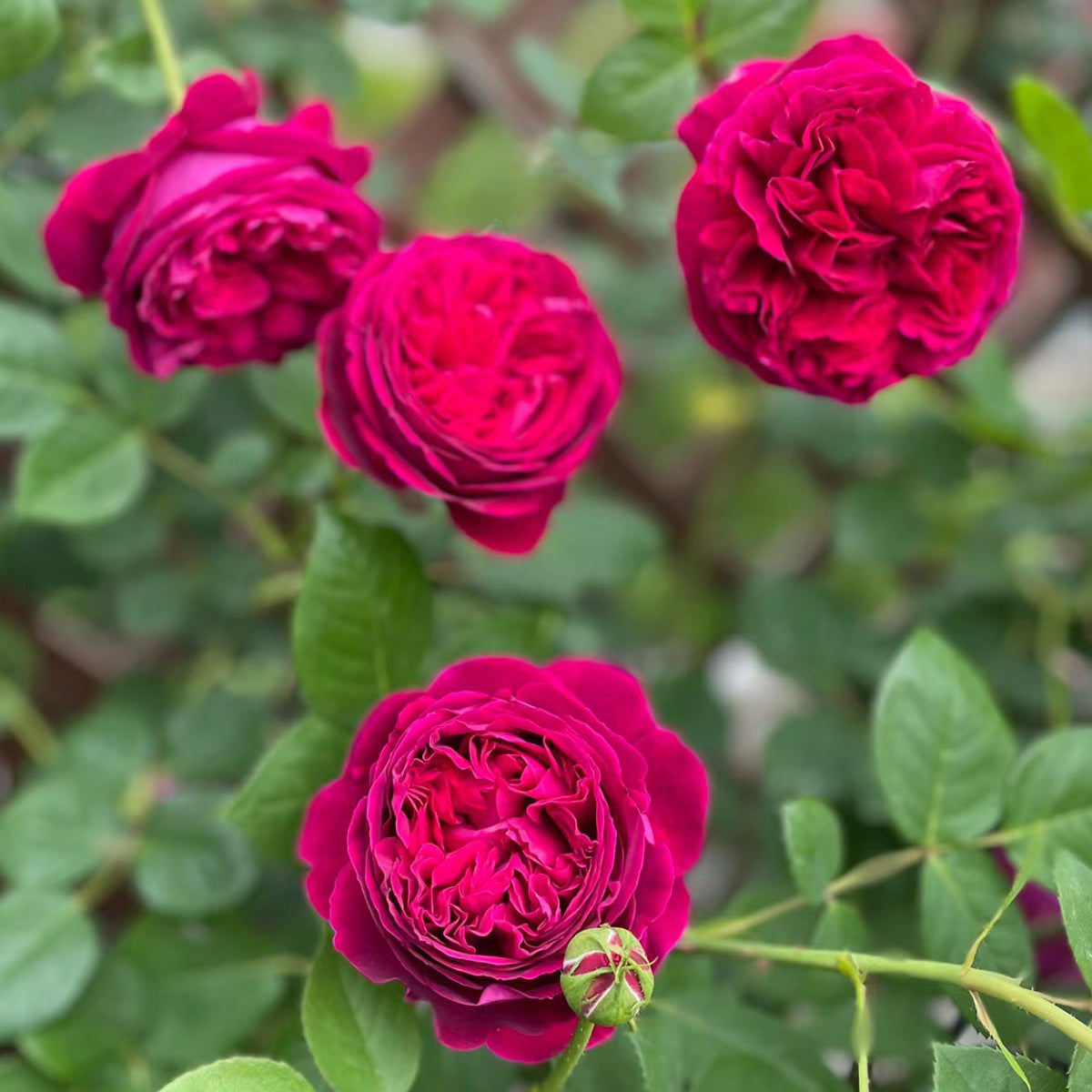 AUSromeo English Garden Shrub Rose