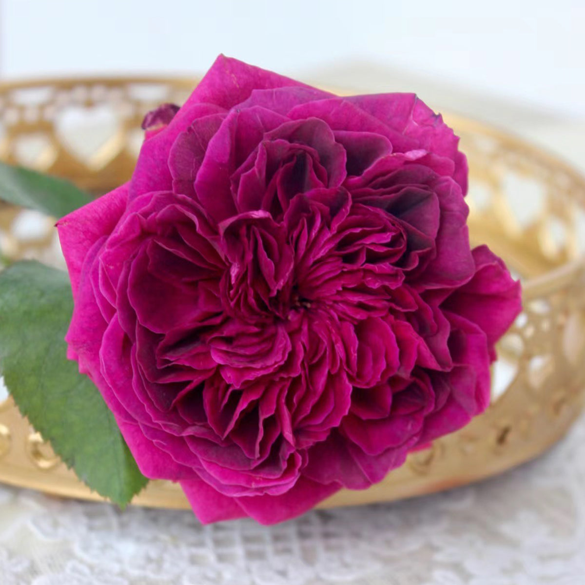 AUSromeo English Garden Shrub Rose