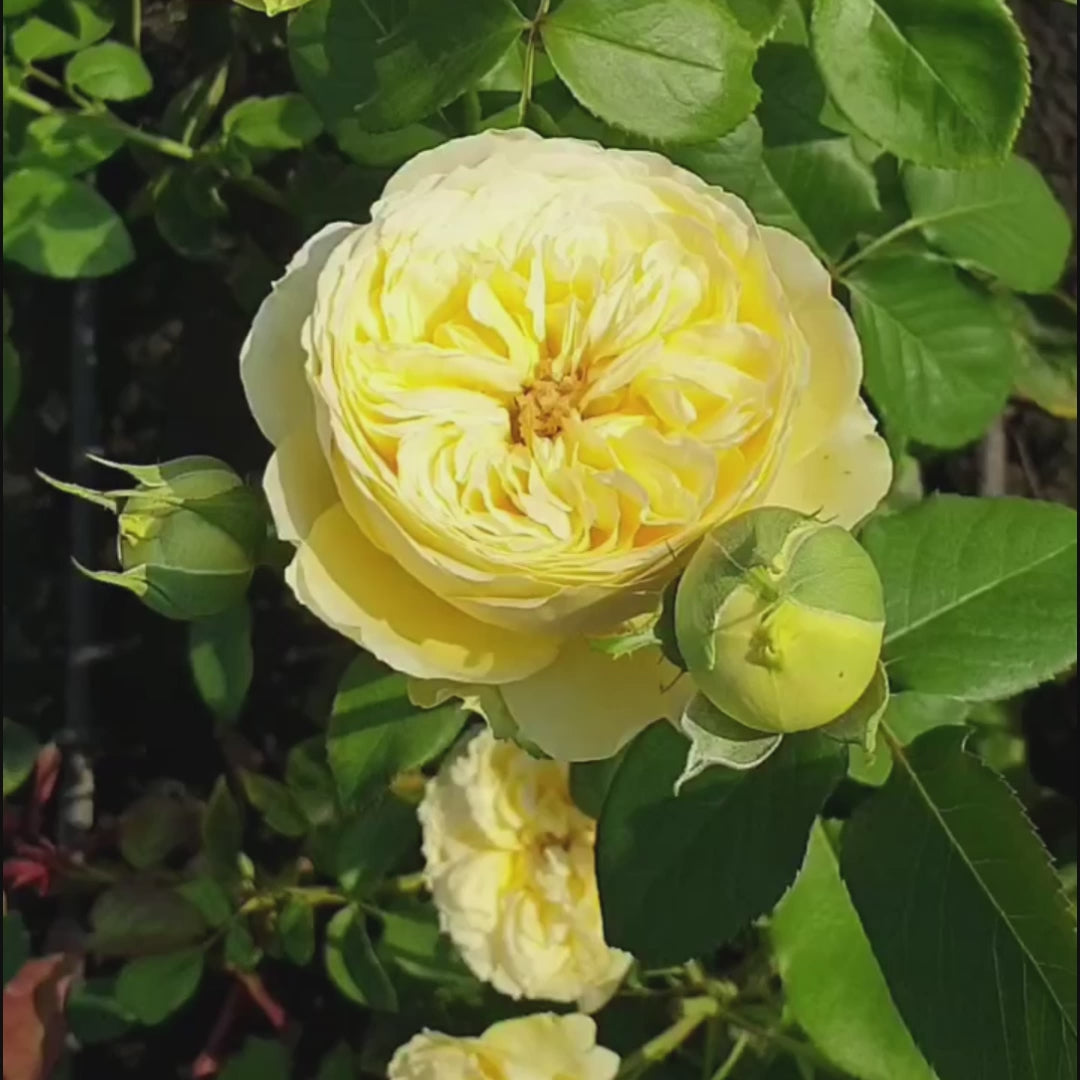 Catalina Dutch Florist Shrub Rose