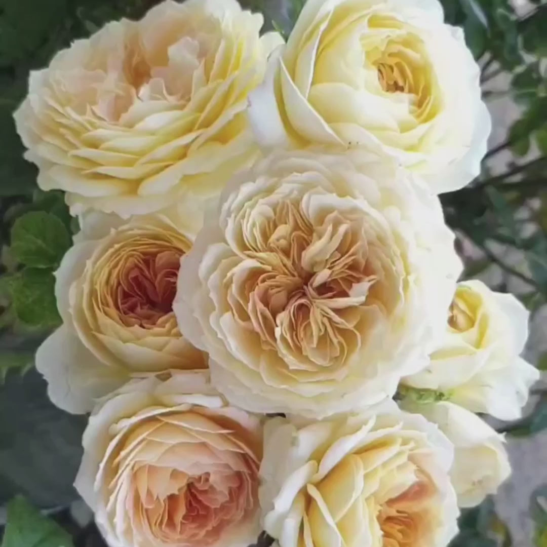 German Florist Shrub Rose Inspired by Caramel Antike