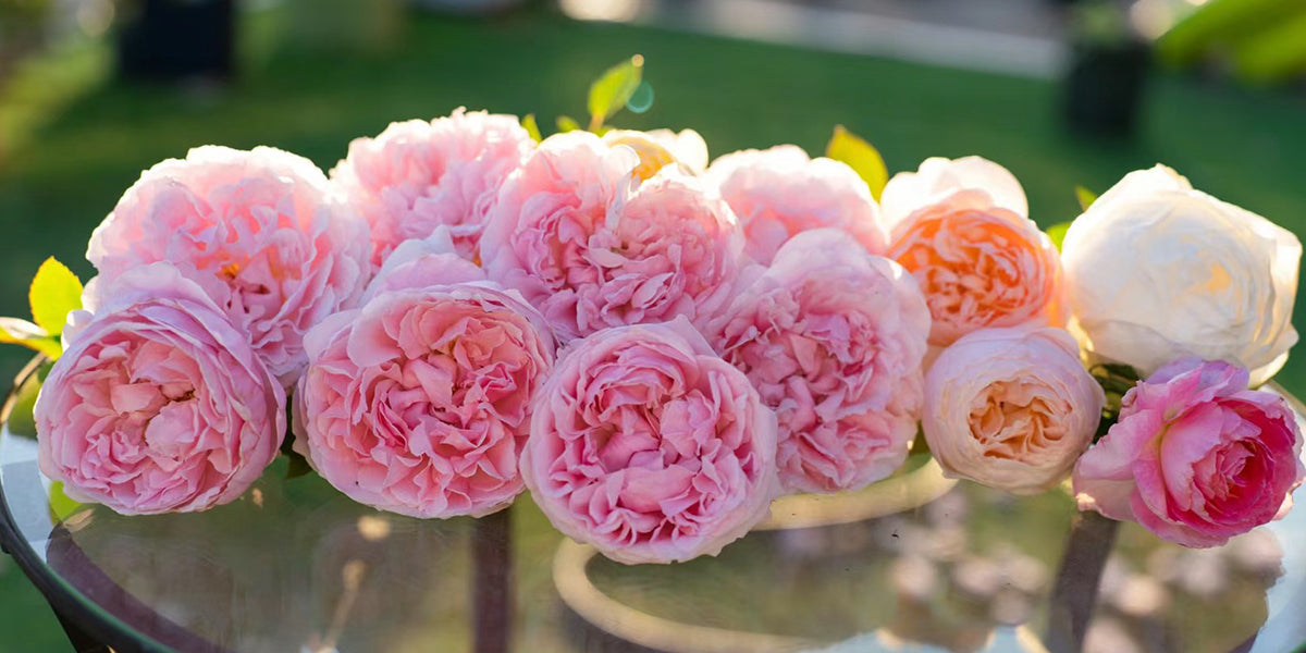 Bring Wedding-Grade Roses Home: A Guide to Growing David Austin Juliet & Miranda Bushes