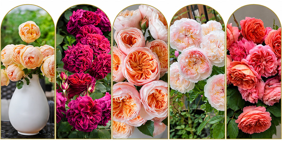 The 5 Most Coveted David Austin Roses Every Collector Dreams of Growing