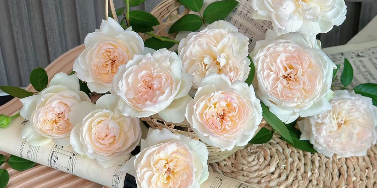 From Petals to Perfume: 20 Roses with Unforgettable Fragrance