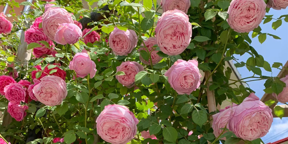 Florist Roses vs. Garden Roses: What Every Rose Grower Should Know – Highgarden Roses