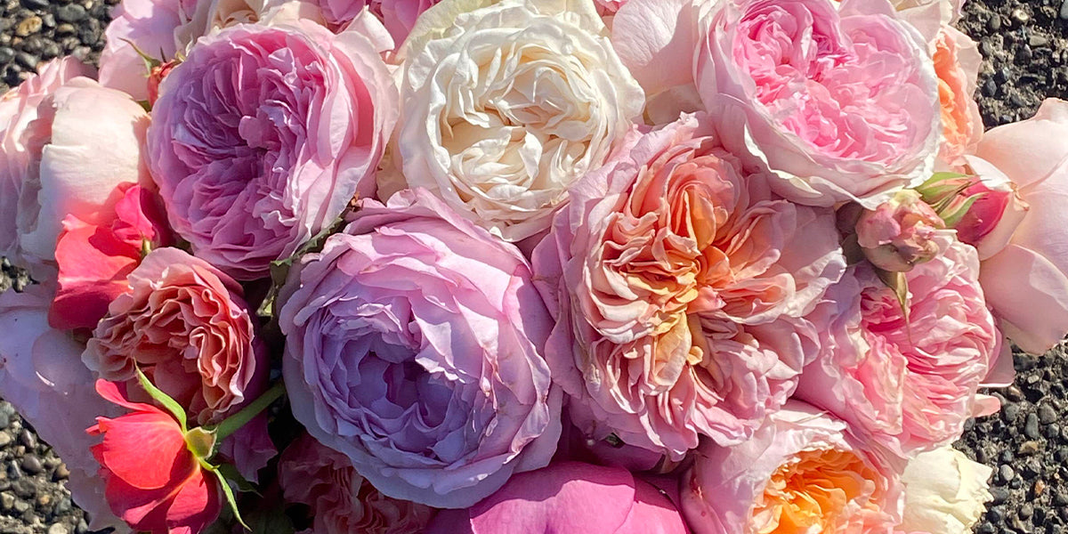Are Roses Still Romantic When It Becomes a Job?