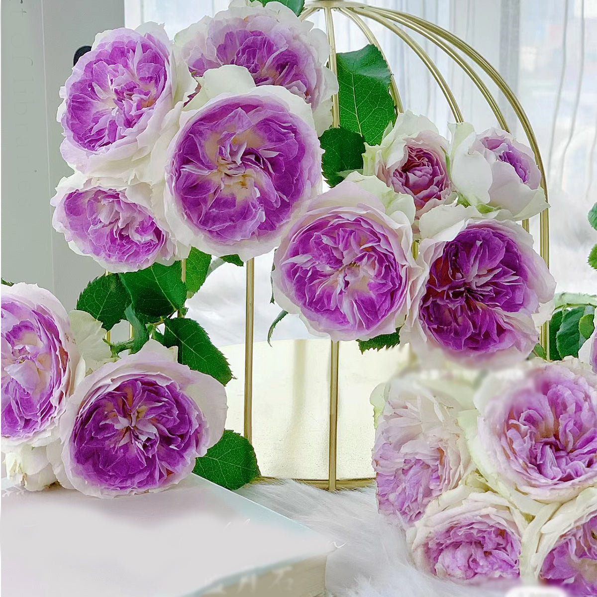 Purple and violet roses from the Purple &amp; Violet Rose Collection, ideal for adding a touch of elegance to gardens