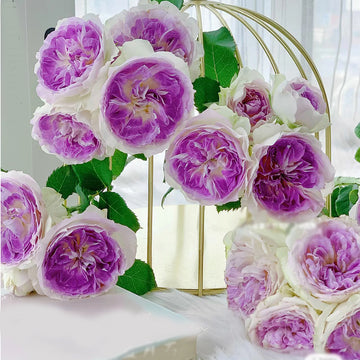 Premium Own Root Garden & Florist Rose Bushes | Ships Nationwide ...