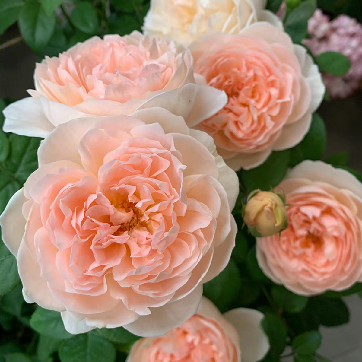 AUSwonder Rose – English Garden Shrub Rose Live Plant