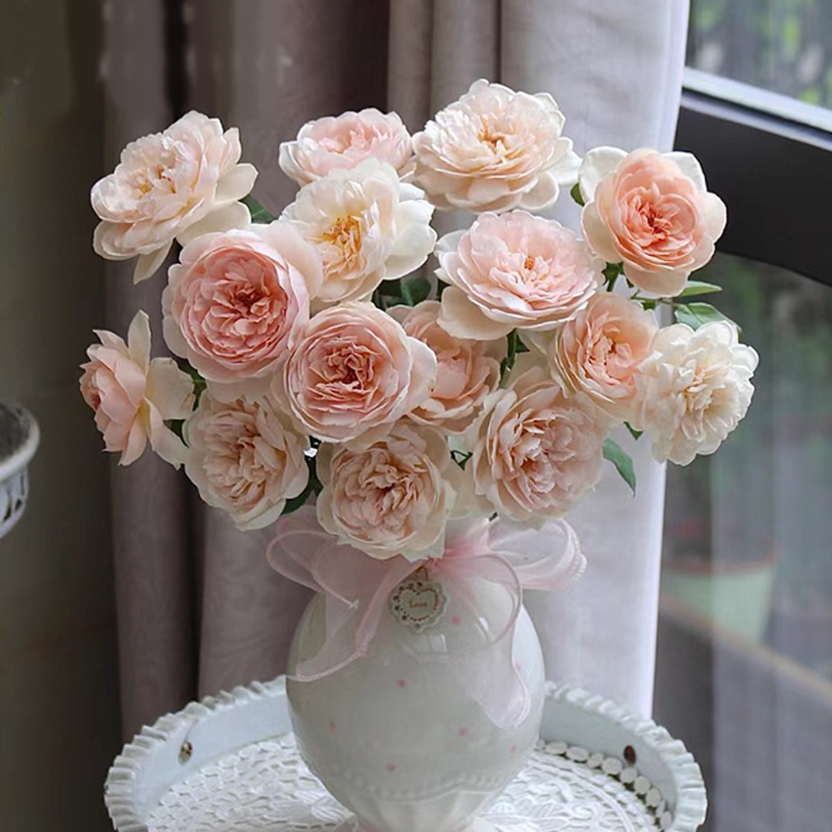 AUSwonder Rose – English Garden Shrub Rose Live Plant