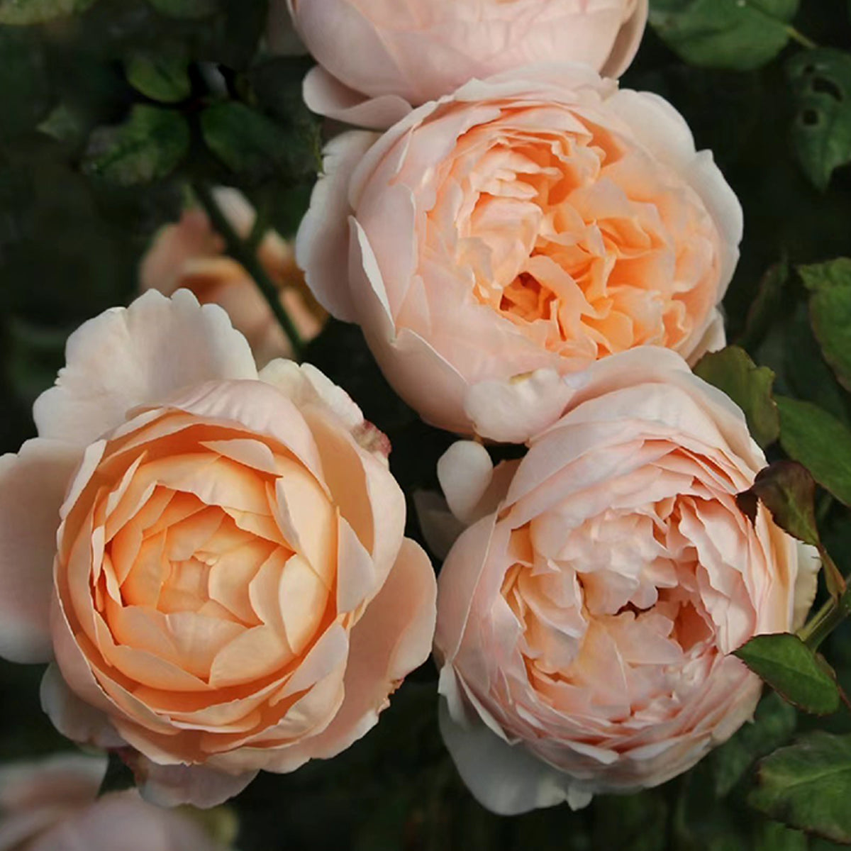 AUSwonder Rose – English Garden Shrub Rose Live Plant | Highgarden