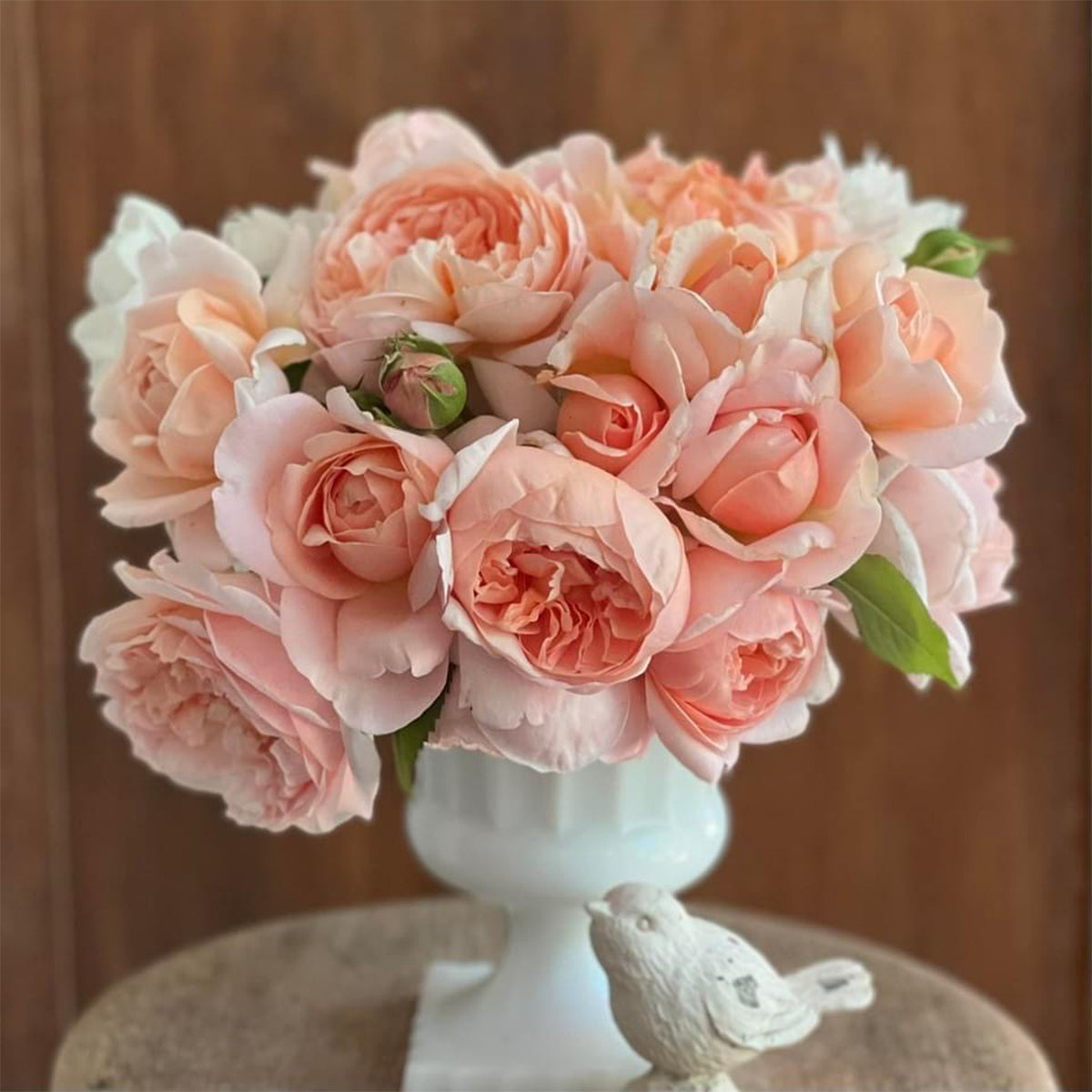 AUSwonder Rose – English Garden Shrub Rose Own Root | Highgarden Roses