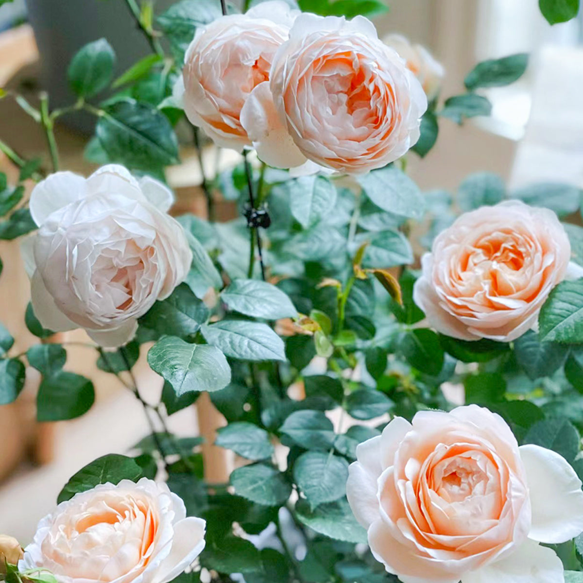 AUSwonder English Garden Shrub Rose