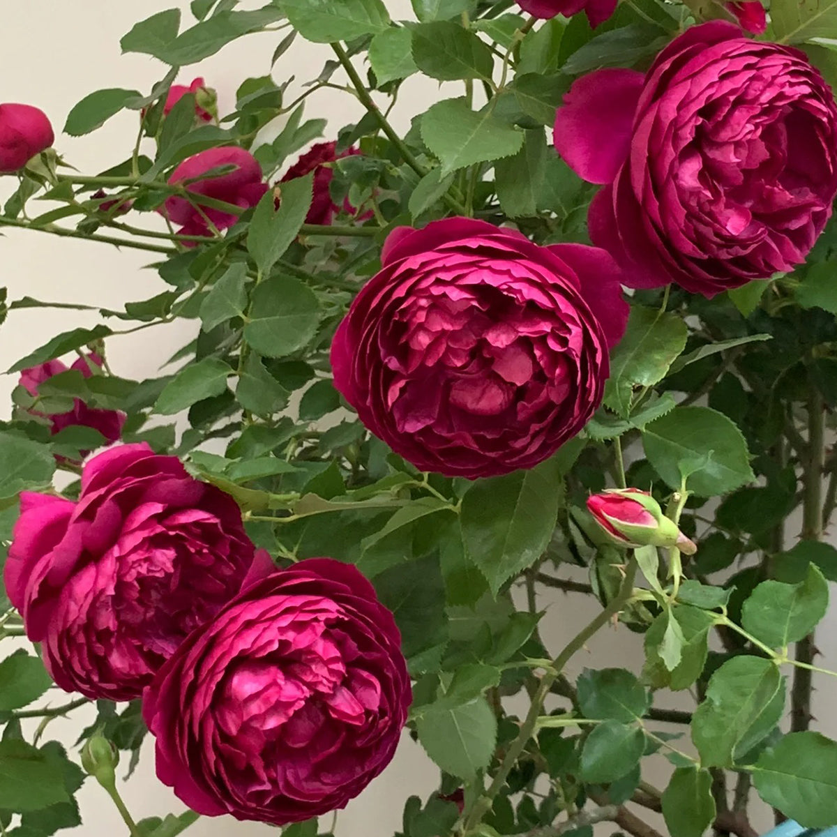 Autumn Rouge Japanese Florist Shrub Rose – Highgarden Roses