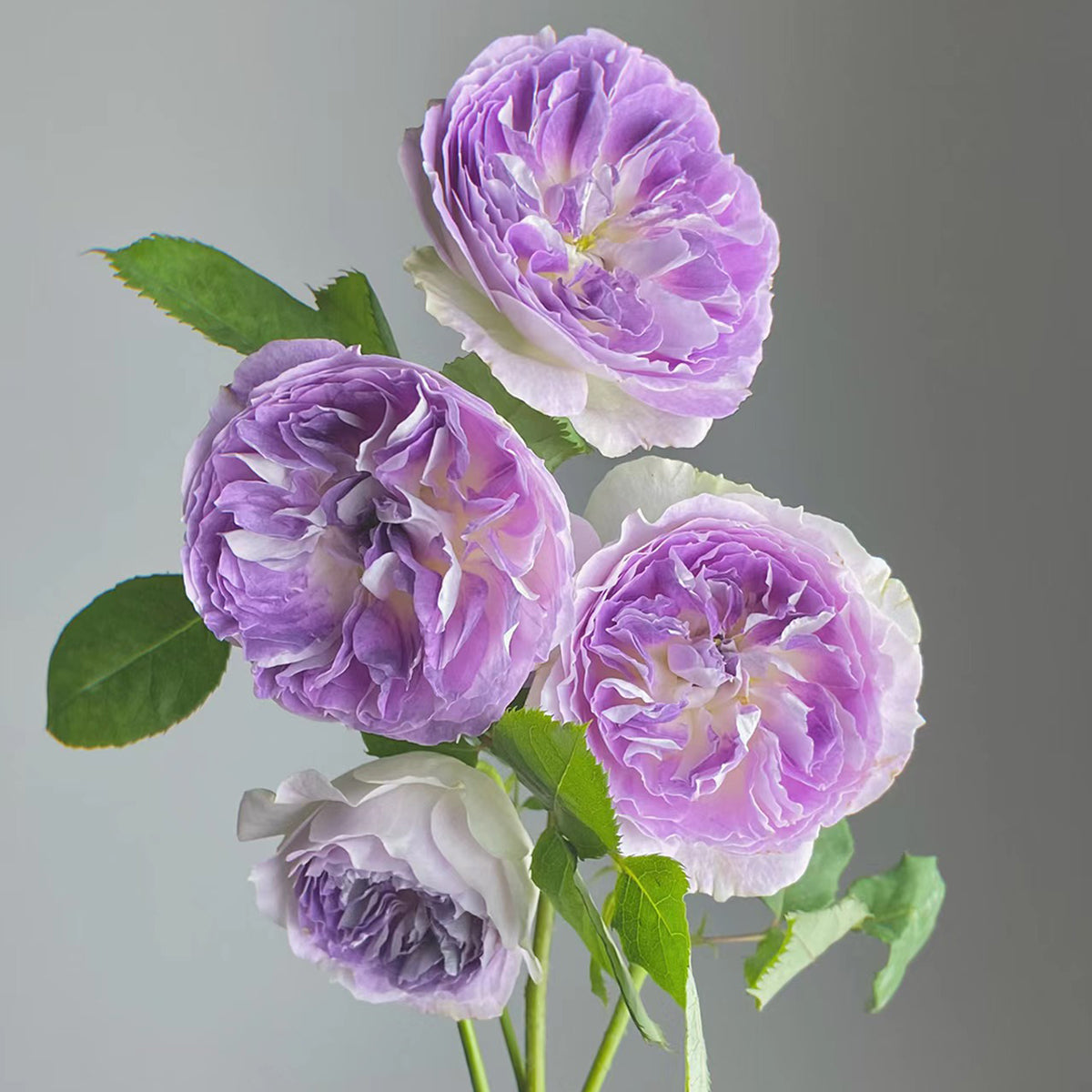 Blue Moon Stone Japanese Garden Shrub Rose – Highgarden Roses