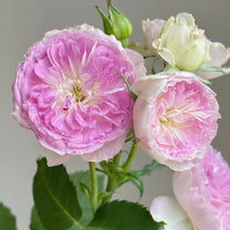 Blue Moon Stone Japanese Garden Shrub Rose – Highgarden Roses