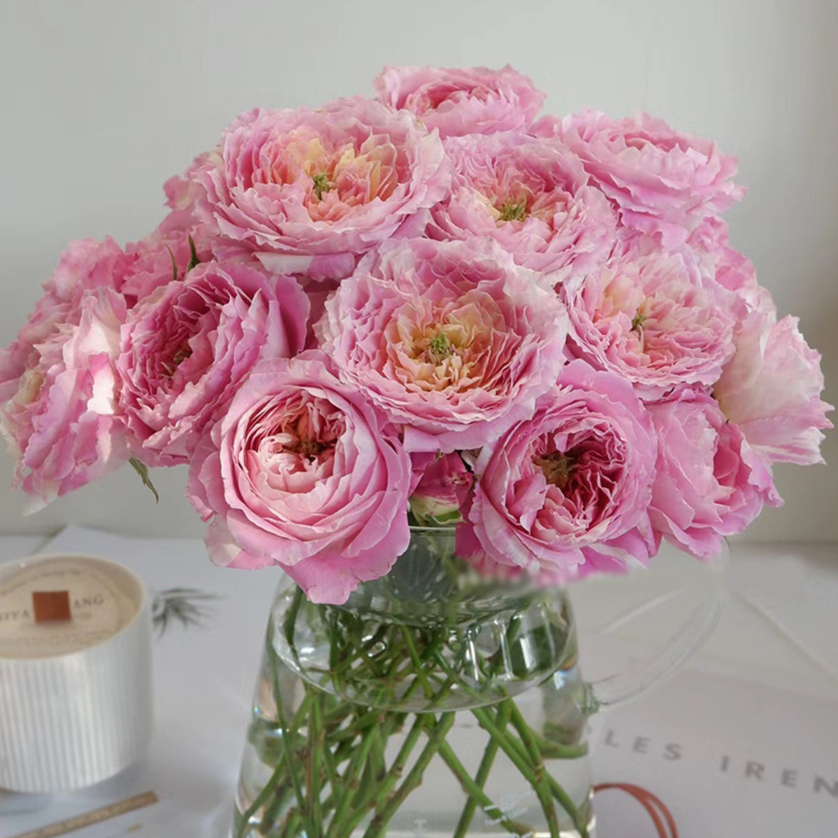 Rose Muse tippet muffler set coat ロゼミューズ French Garden Shrub Rose Inspired by Claude Monet