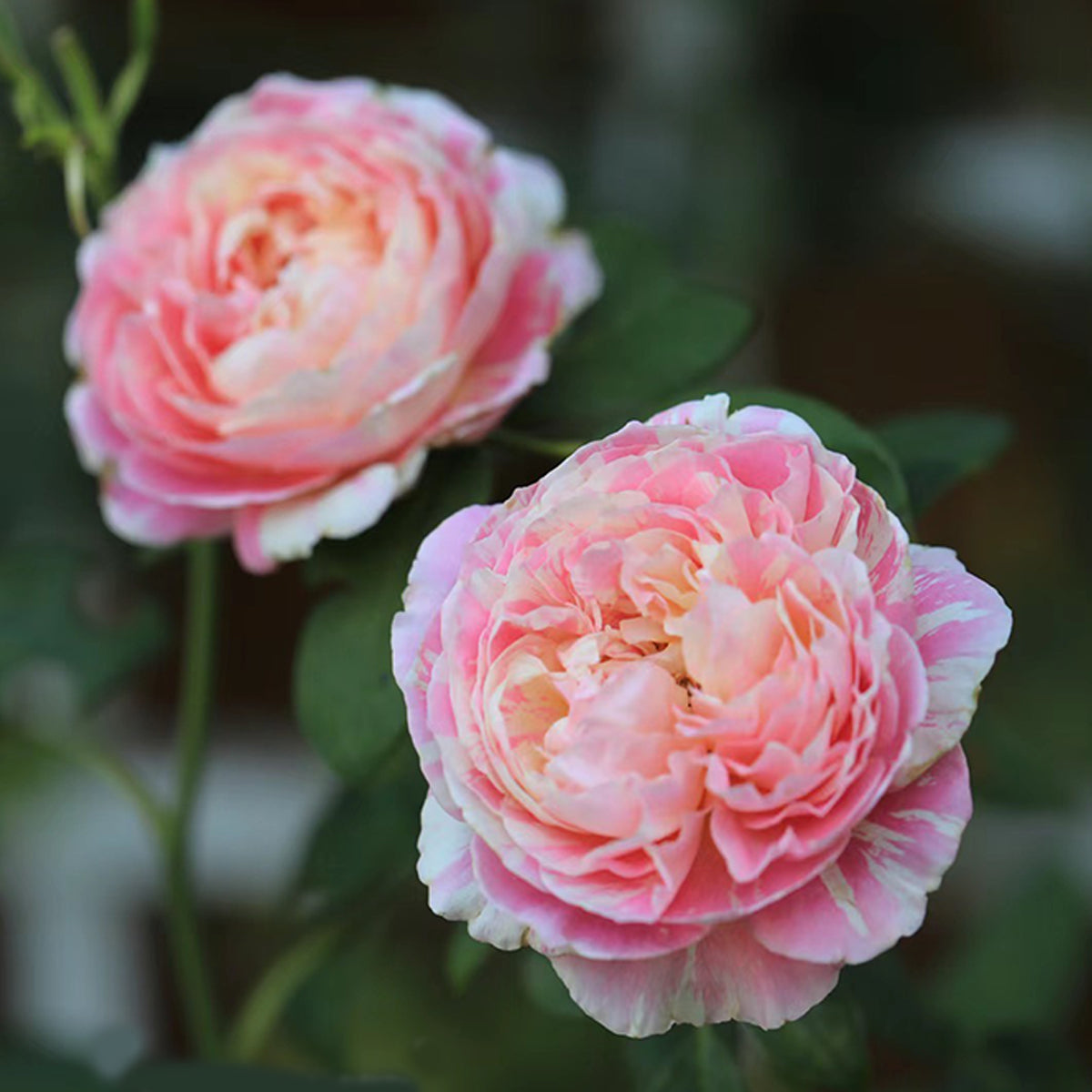 French Garden Shrub Rose Inspired by Claude Monet