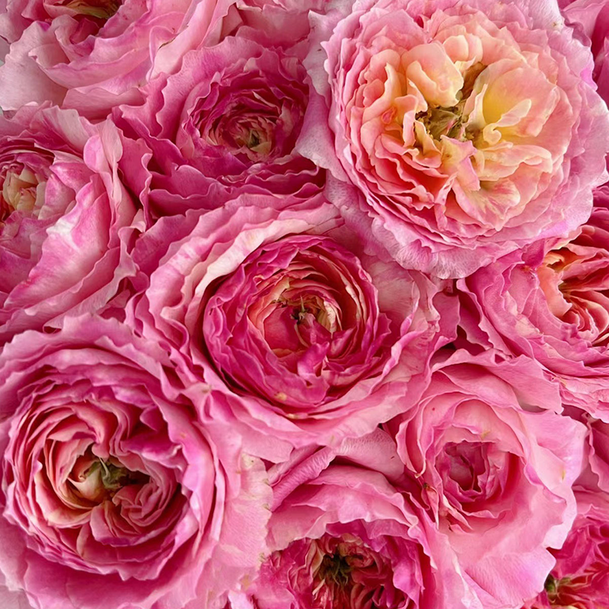 Rose Muse tippet muffler set coat ロゼミューズ French Garden Shrub Rose Inspired by Claude Monet