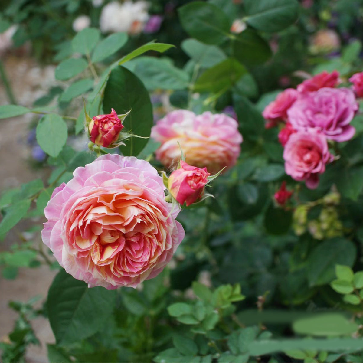 French Garden Shrub Rose Inspired by Claude Monet
