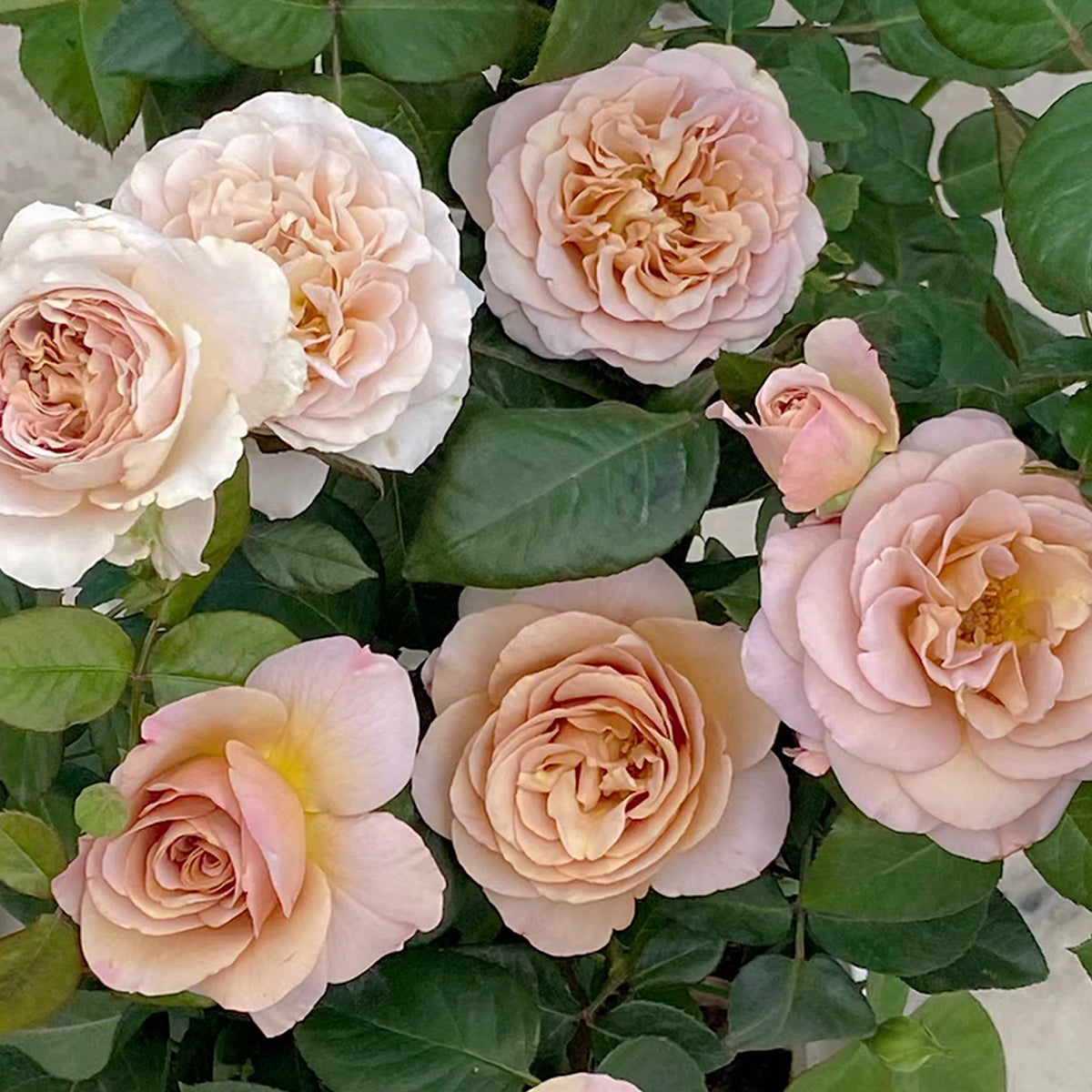 Cafe Latte Dutch Florist Shrub Rose – Highgarden Roses