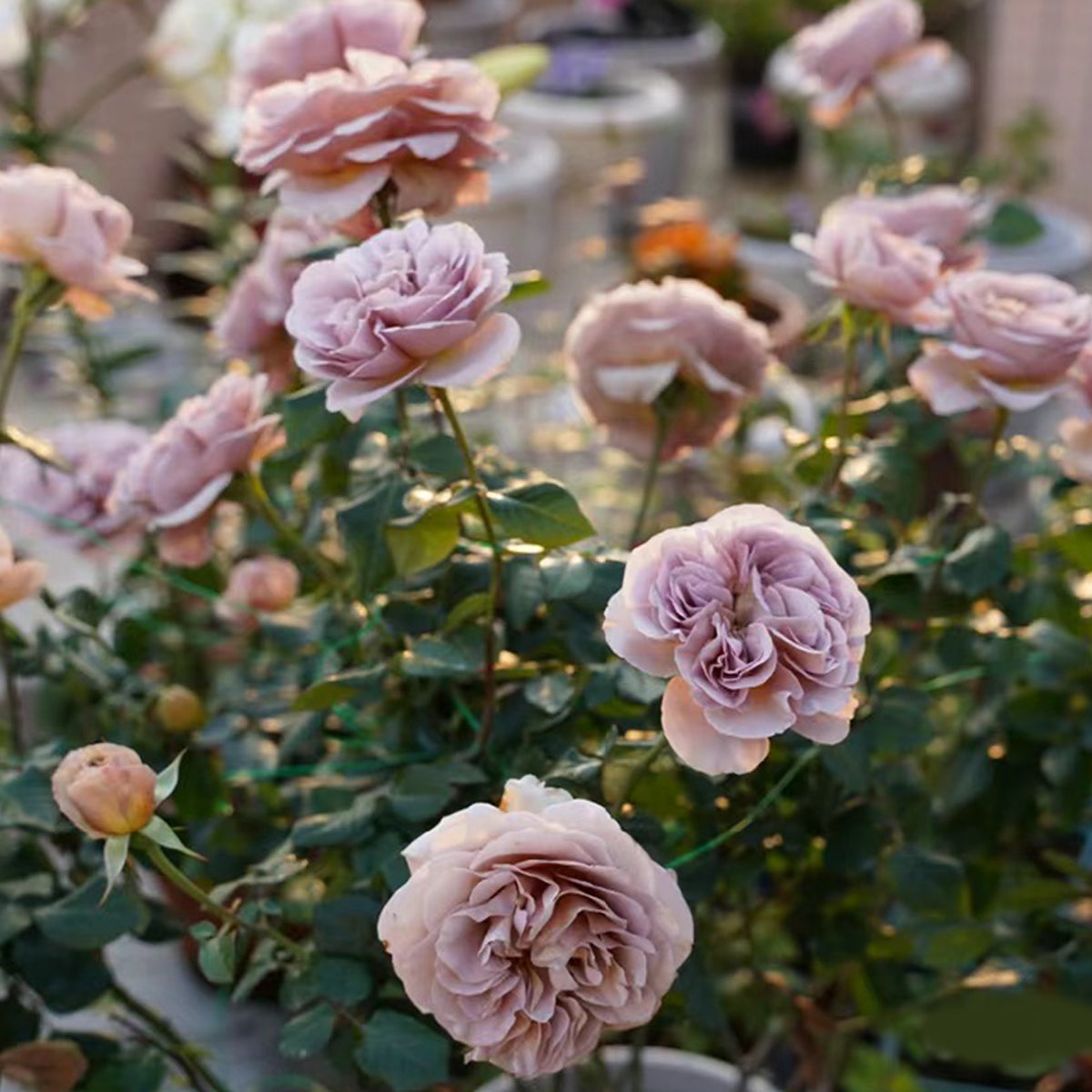 Cafe Latte Dutch Florist Shrub Rose – Highgarden Roses