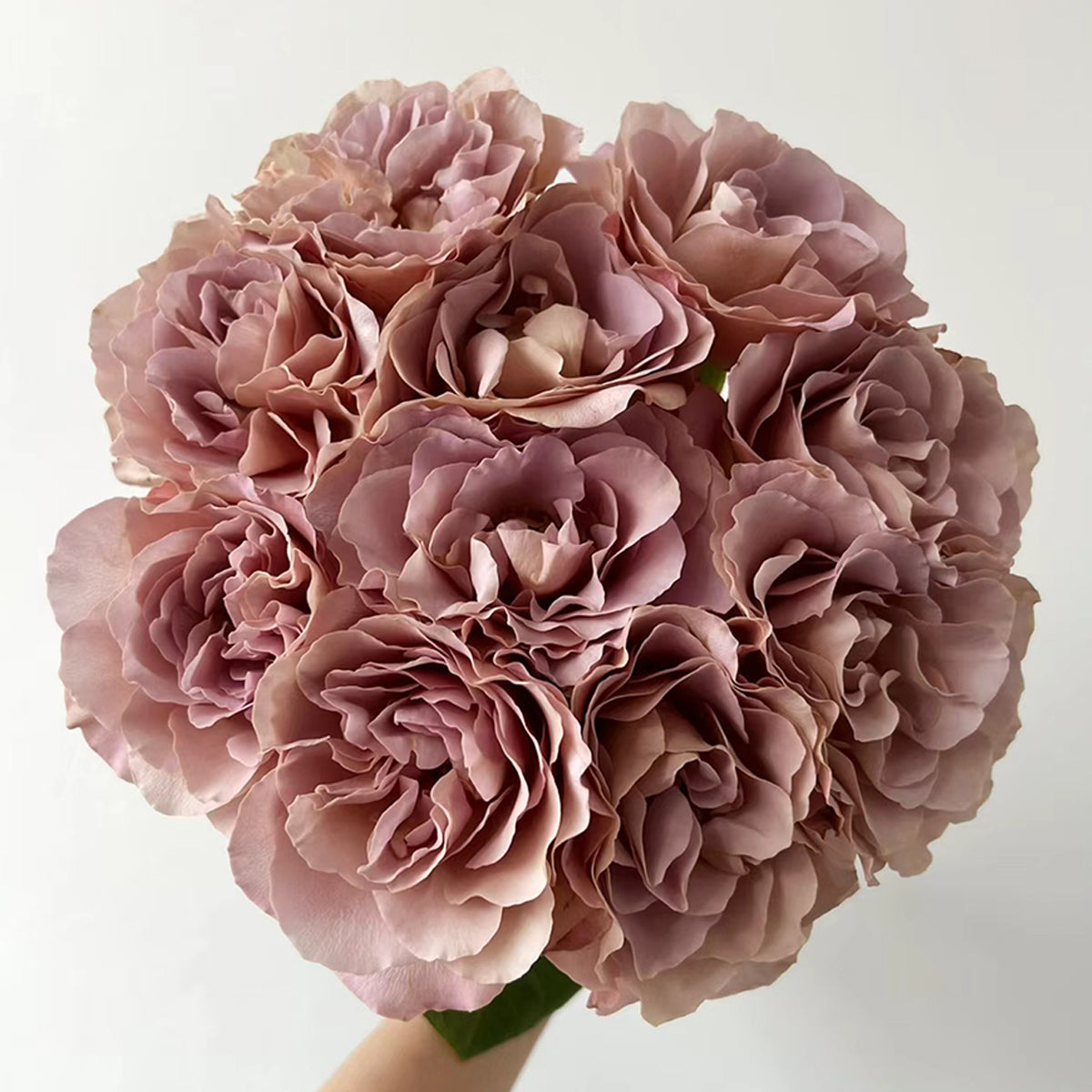 Cafe Latte Dutch Florist Shrub Rose – Highgarden Roses