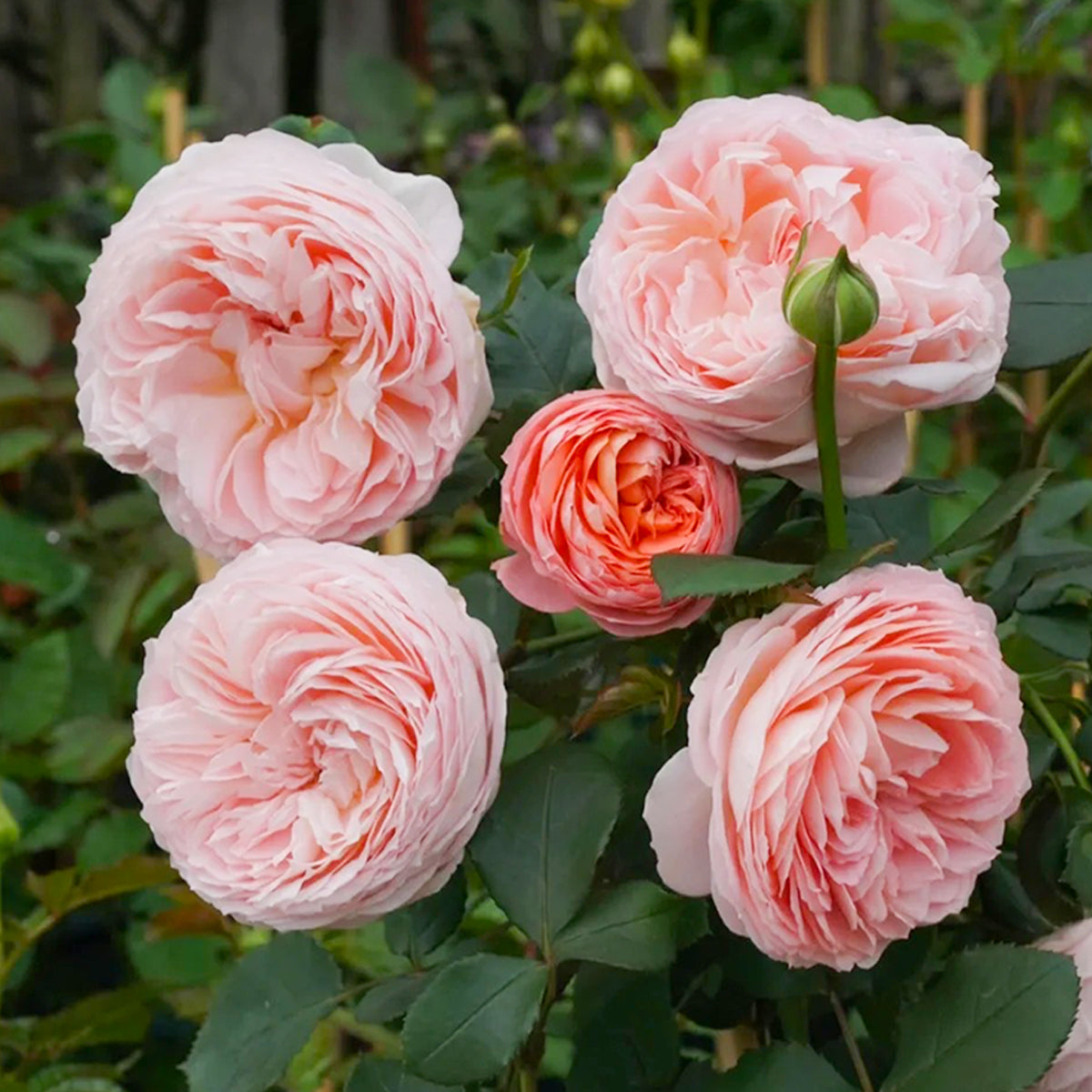 最大10%OFFクーポン Rose Shrub Florist Japanese Confiture – Roses Highgarden レディースウェア