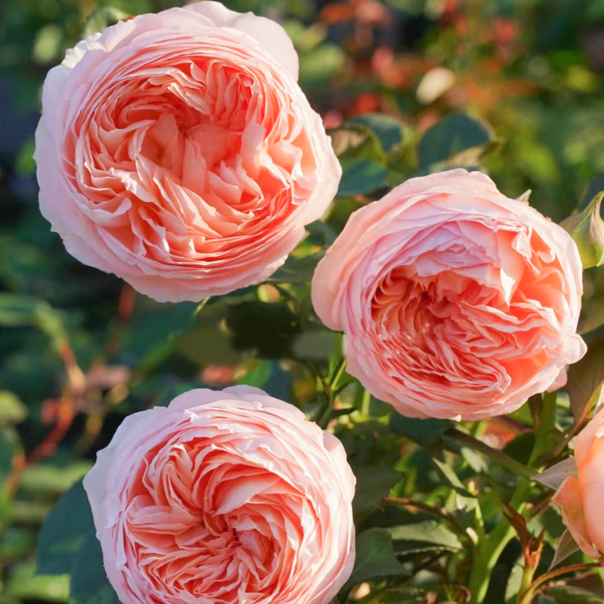 Pink X-pression Netherlands Florist Shrub Rose – Highgarden