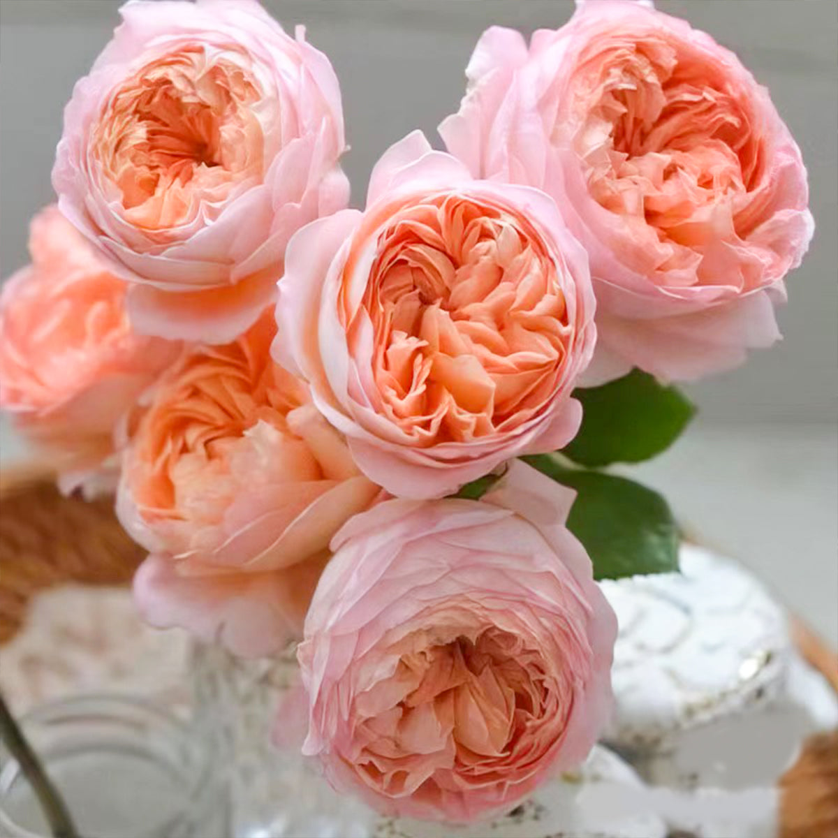 Confiture Japanese Florist Shrub Rose – Highgarden Roses