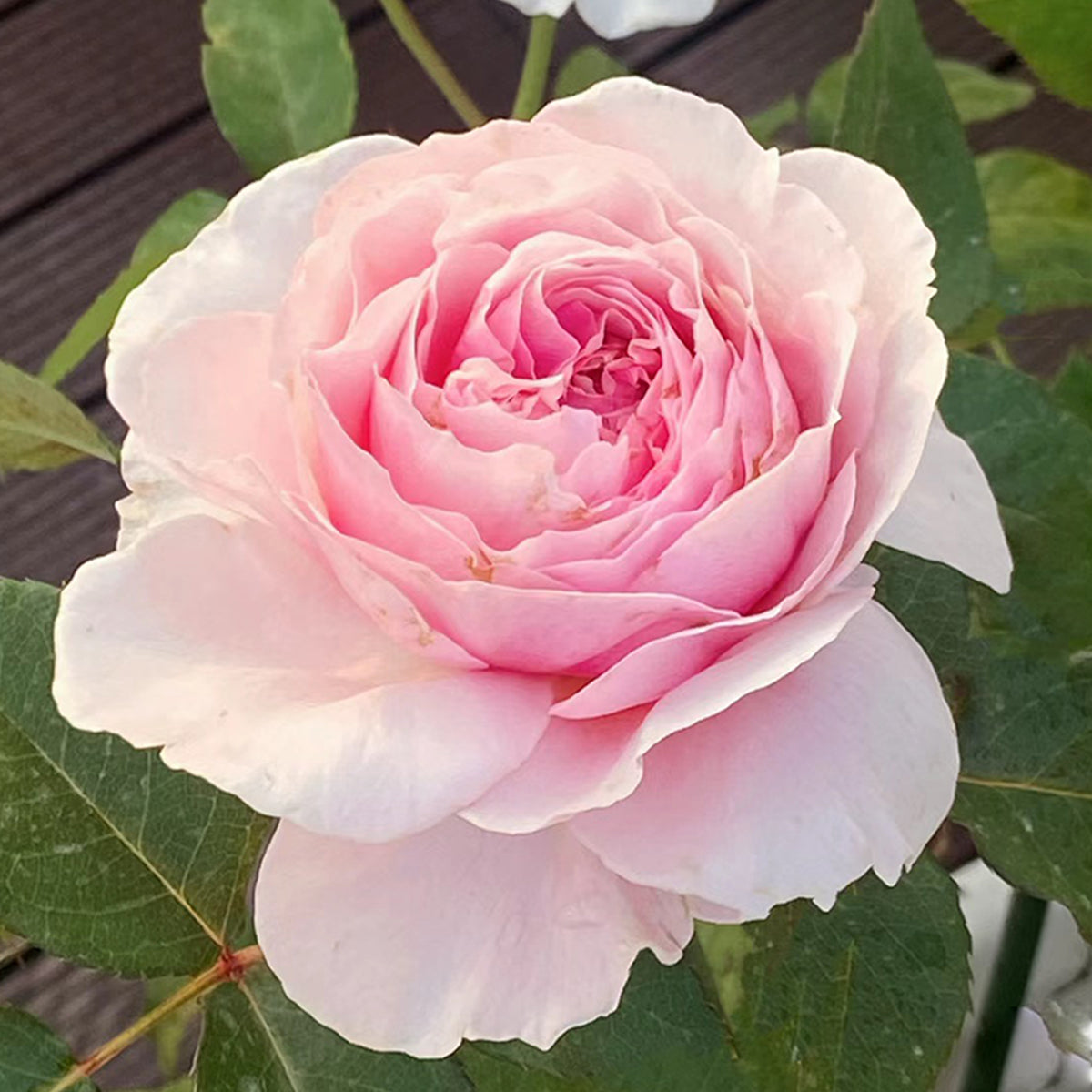 De Cheryl Japanese Florist Shrub Rose | Highgarden Roses