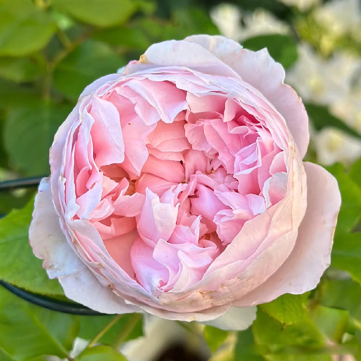 デニーローズ DENNY ROSE テンセルジレ （LAVENDER） デニーローズ DENNY ROSE テンセルジレ （LAVENDER