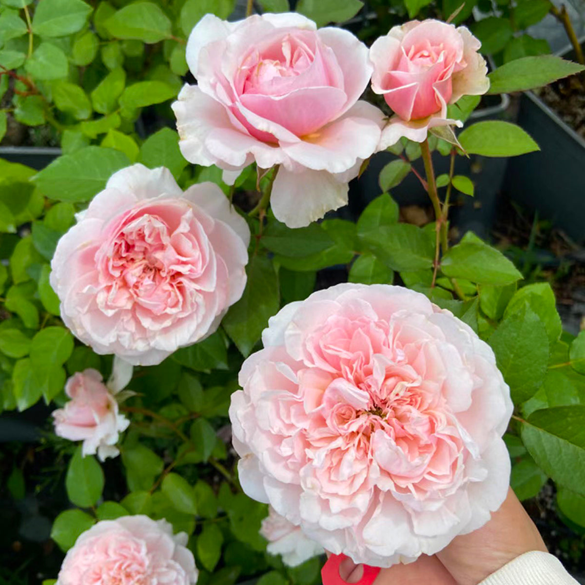 De Cheryl Japanese Florist Shrub Rose | Highgarden Roses | David