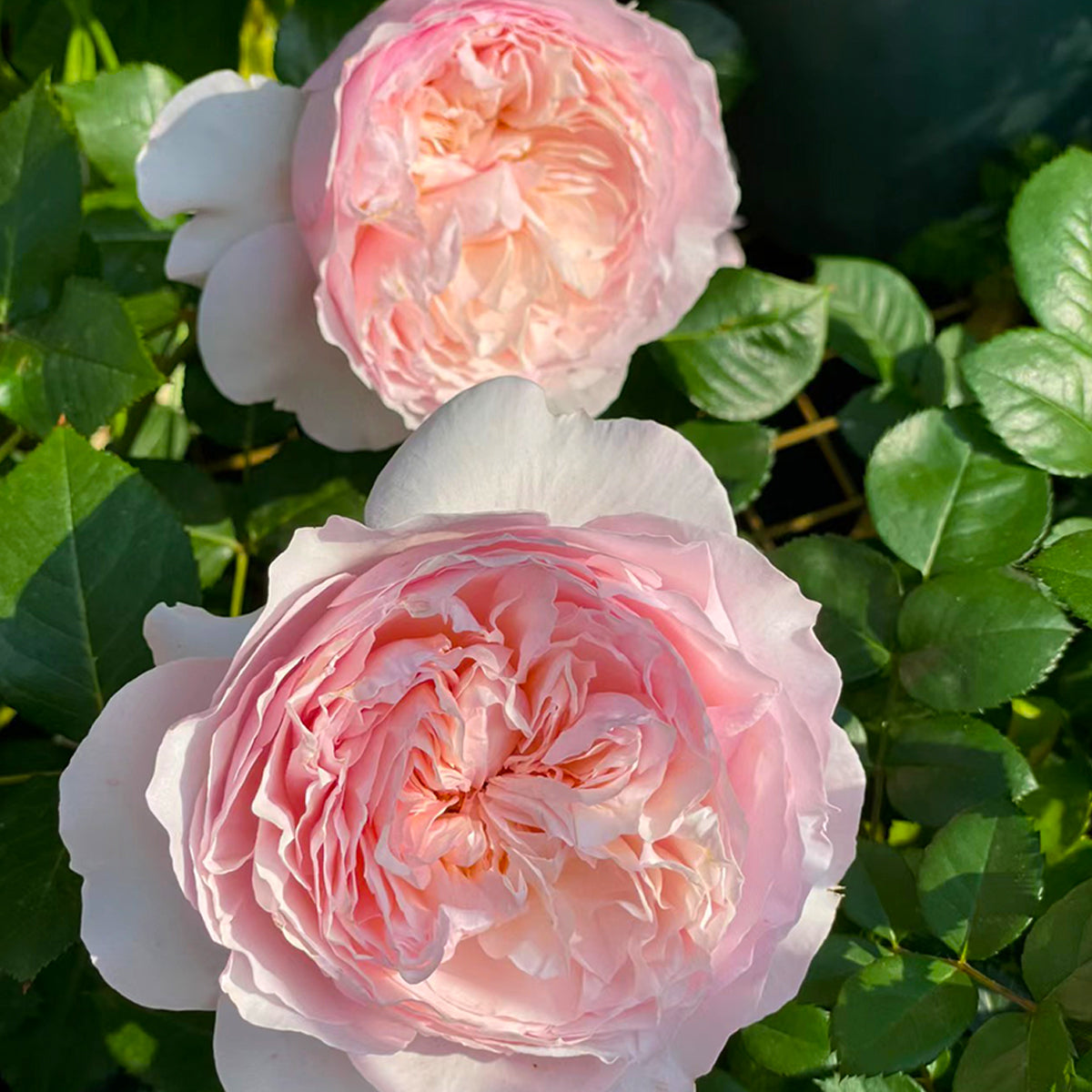 De Cheryl Japanese Florist Shrub Rose | Highgarden Roses | David