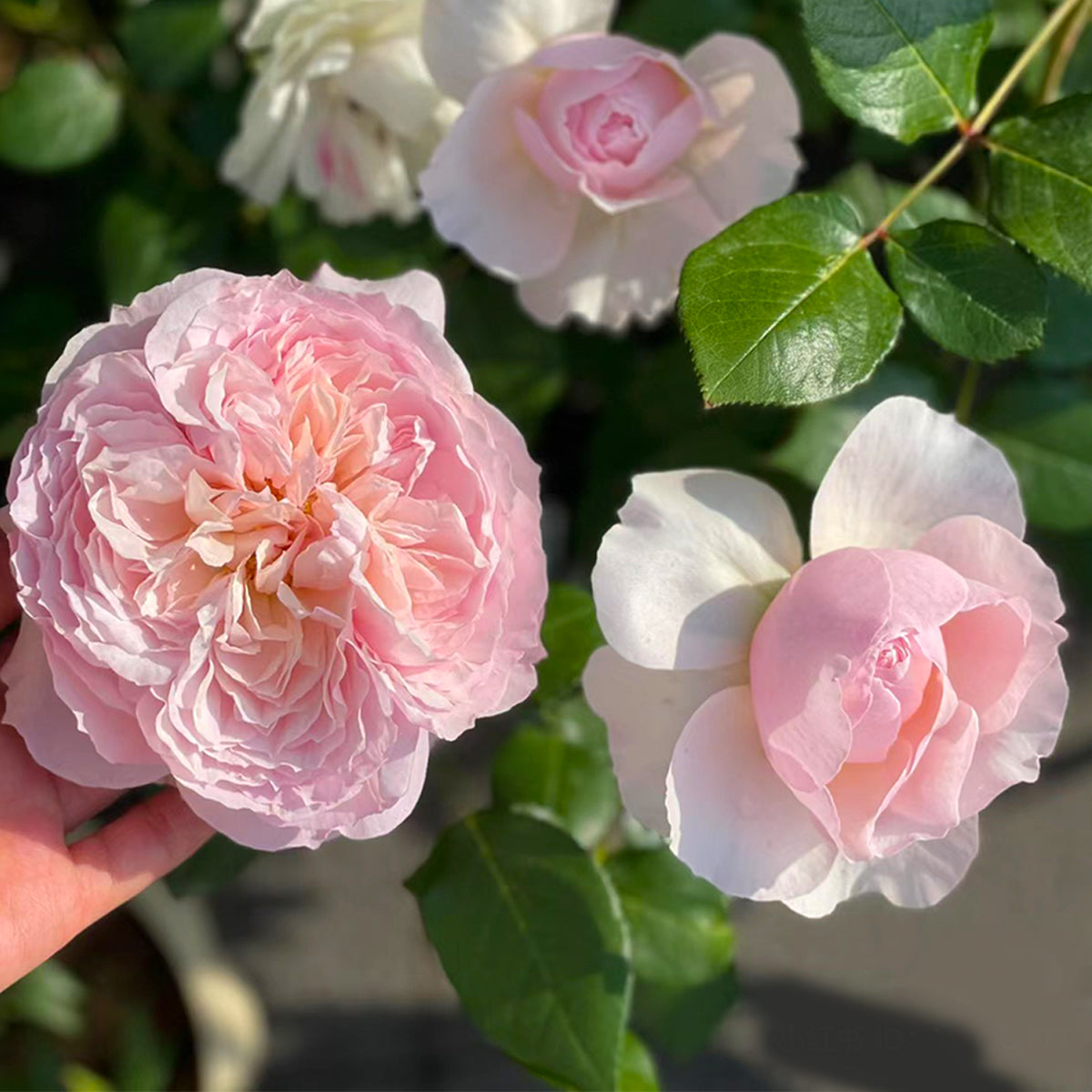 デニーローズ DENNY ROSE テンセルジレ （LAVENDER） Dancing Queen - DQ1908X – Princess Diaries KX Online