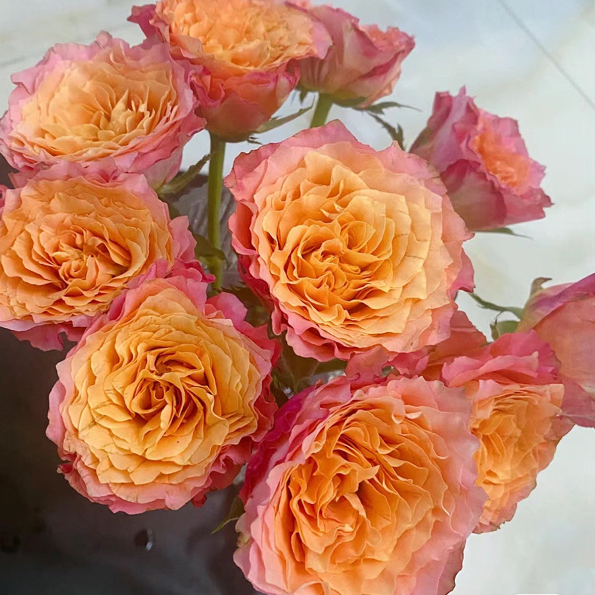 German Florist Shrub Rose Live Plant | Highgarden Roses | Free